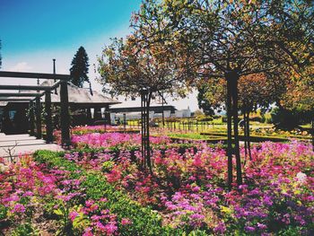 Pink flowers blooming on tree