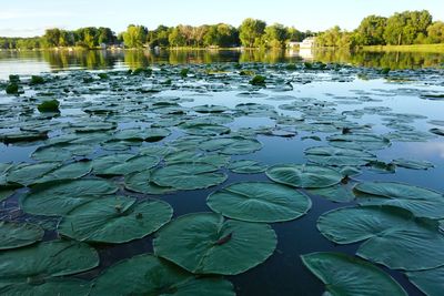 Water lily in lake