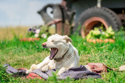 View of dog relaxing on field