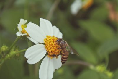 Close-up of insect on white flower