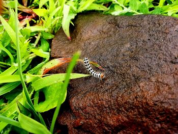 Close-up of insect on plant