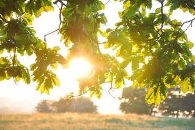 Low angle view of apple tree against sky