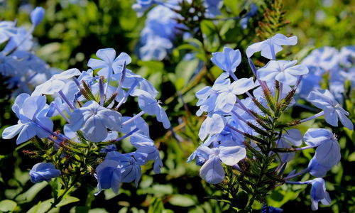 Close-up of purple flowering plant