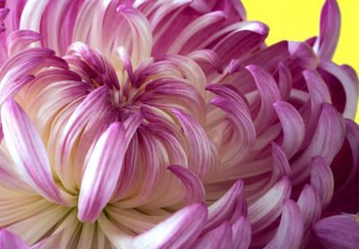 Close-up of pink dahlia flowers