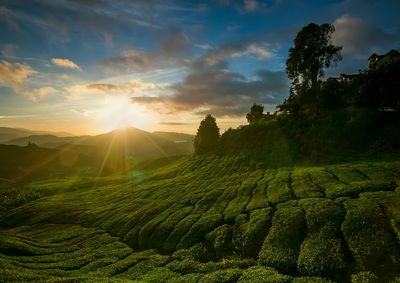 Scenic view of agricultural field against sky during sunset