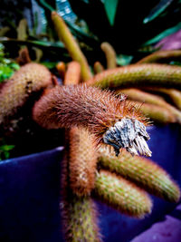 Close-up of insect on flower