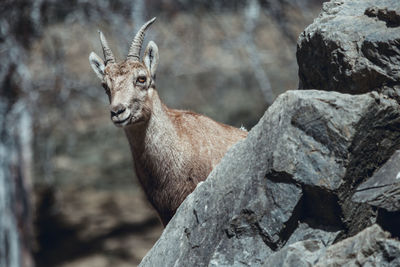 Close-up of deer on rock