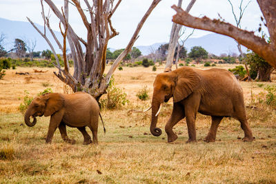 Side view of elephants on field at tsavo east national park