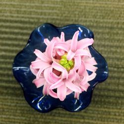 Close-up of pink flowers