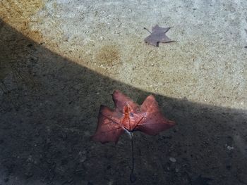 High angle view of maple leaf on street