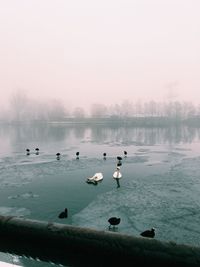 Birds swimming in lake during winter