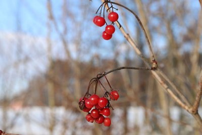 Low angle view of red currants hanging on tree