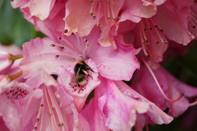 Close-up of bee pollinating on pink flower