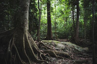 Trees in forest