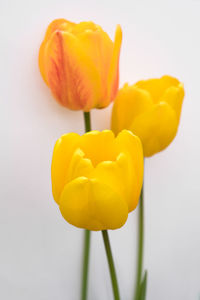Close-up of yellow tulips against white background