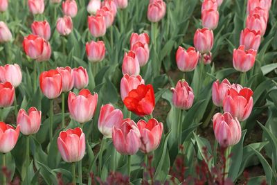 Close-up of pink tulips blooming outdoors