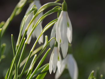 Close-up of white flowering plant