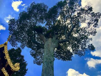 Low angle view of tree against sky