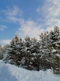Snow covered plants by trees against sky