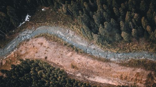 High angle view of moss on rock