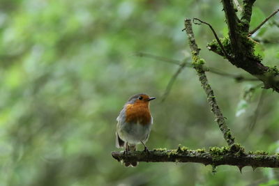 Close-up of bird perching on tree