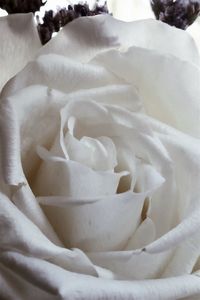 Close-up of white rose