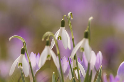 Close-up of purple crocus flowers