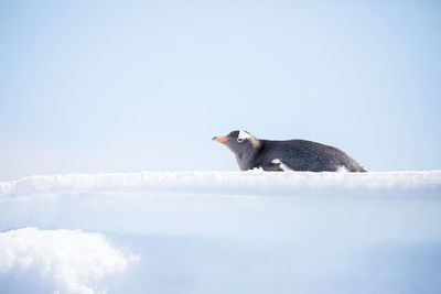 Penguin on snowy field against sky