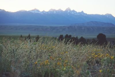 Scenic view of landscape