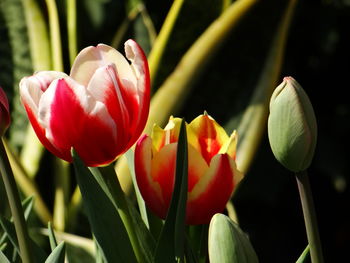 Close-up of red tulips