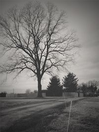 Bare tree on field against sky
