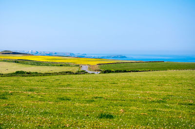 Scenic view of field against clear sky