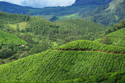 Scenic view of agricultural field