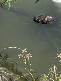 High angle view of duck floating on a lake
