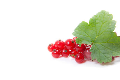 Close-up of red berries over white background