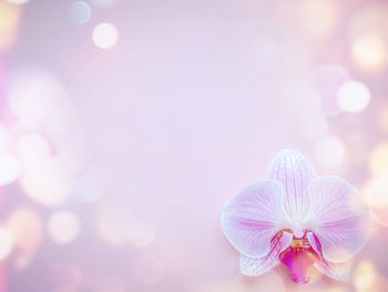 Close-up of flowers against blurred background