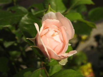 Close-up of pink rose