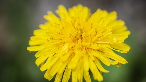 Close-up of yellow flower