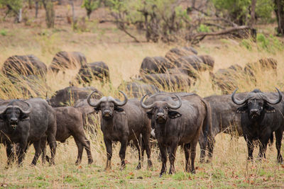 Water buffaloes on field against sky