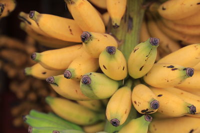 Close-up of bananas