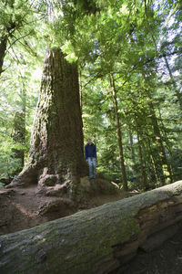 Rear view of woman walking on tree trunk