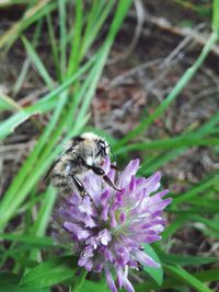 Close-up of bee pollinating on purple flower