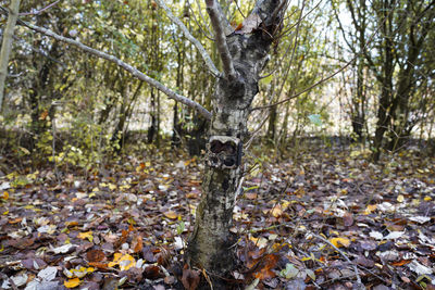 Trees in forest