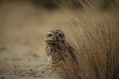 Close-up of an animal