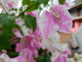 Close-up of pink flowering plant