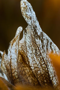 Close-up of a bird