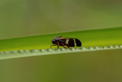 Close-up of insect on leaf