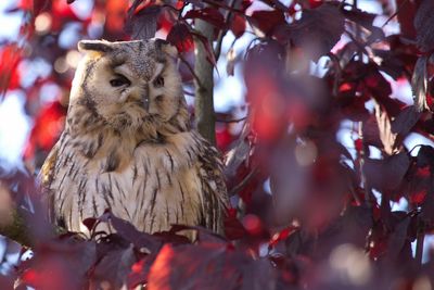 Great horned owl perching on branch during autumn