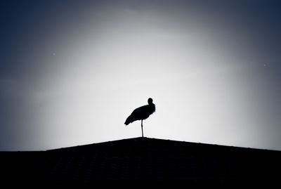 Low angle view of stork perching on roof against sky