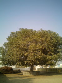 Trees against clear sky